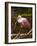 USA, Florida, Sarasota, Myakka River State Park, Perched Roseate Spoonbill-Bernard Friel-Framed Photographic Print