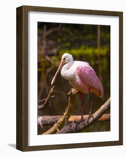 USA, Florida, Sarasota, Myakka River State Park, Perched Roseate Spoonbill-Bernard Friel-Framed Photographic Print
