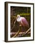 USA, Florida, Sarasota, Myakka River State Park, Perched Roseate Spoonbill-Bernard Friel-Framed Photographic Print