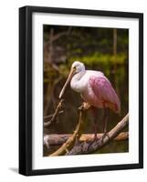 USA, Florida, Sarasota, Myakka River State Park, Perched Roseate Spoonbill-Bernard Friel-Framed Photographic Print