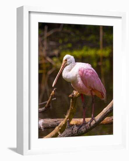 USA, Florida, Sarasota, Myakka River State Park, Perched Roseate Spoonbill-Bernard Friel-Framed Photographic Print