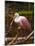 USA, Florida, Sarasota, Myakka River State Park, Perched Roseate Spoonbill-Bernard Friel-Mounted Photographic Print