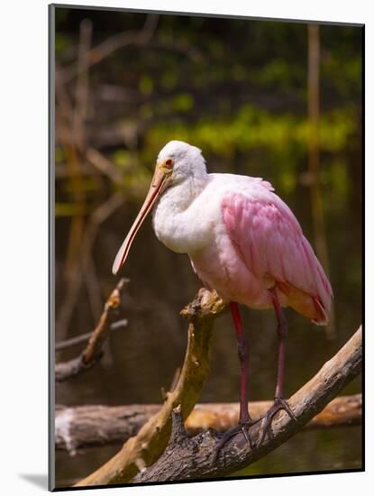 USA, Florida, Sarasota, Myakka River State Park, Perched Roseate Spoonbill-Bernard Friel-Mounted Photographic Print