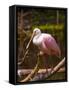 USA, Florida, Sarasota, Myakka River State Park, Perched Roseate Spoonbill-Bernard Friel-Framed Stretched Canvas