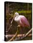 USA, Florida, Sarasota, Myakka River State Park, Perched Roseate Spoonbill-Bernard Friel-Stretched Canvas