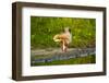 USA, Florida, Sarasota, Myakka River State Park, Preening Great Blue Heron-Bernard Friel-Framed Photographic Print