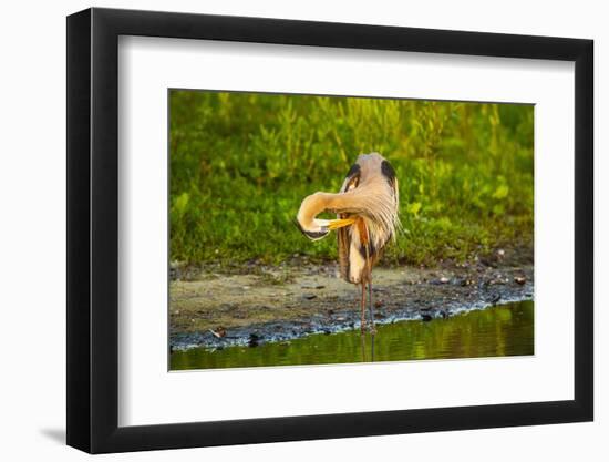 USA, Florida, Sarasota, Myakka River State Park, Preening Great Blue Heron-Bernard Friel-Framed Photographic Print