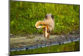 USA, Florida, Sarasota, Myakka River State Park, Preening Great Blue Heron-Bernard Friel-Mounted Photographic Print