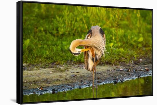 USA, Florida, Sarasota, Myakka River State Park, Preening Great Blue Heron-Bernard Friel-Framed Stretched Canvas