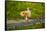 USA, Florida, Sarasota, Myakka River State Park, Preening Great Blue Heron-Bernard Friel-Framed Stretched Canvas
