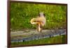 USA, Florida, Sarasota, Myakka River State Park, Preening Great Blue Heron-Bernard Friel-Framed Photographic Print