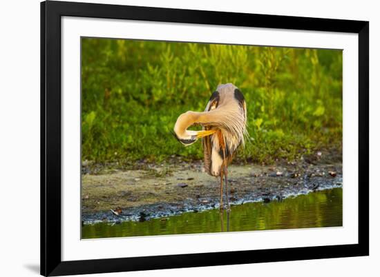 USA, Florida, Sarasota, Myakka River State Park, Preening Great Blue Heron-Bernard Friel-Framed Photographic Print