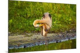 USA, Florida, Sarasota, Myakka River State Park, Preening Great Blue Heron-Bernard Friel-Mounted Photographic Print