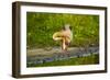 USA, Florida, Sarasota, Myakka River State Park, Preening Great Blue Heron-Bernard Friel-Framed Photographic Print