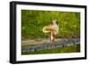 USA, Florida, Sarasota, Myakka River State Park, Preening Great Blue Heron-Bernard Friel-Framed Photographic Print