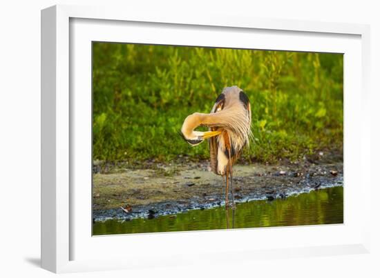 USA, Florida, Sarasota, Myakka River State Park, Preening Great Blue Heron-Bernard Friel-Framed Photographic Print