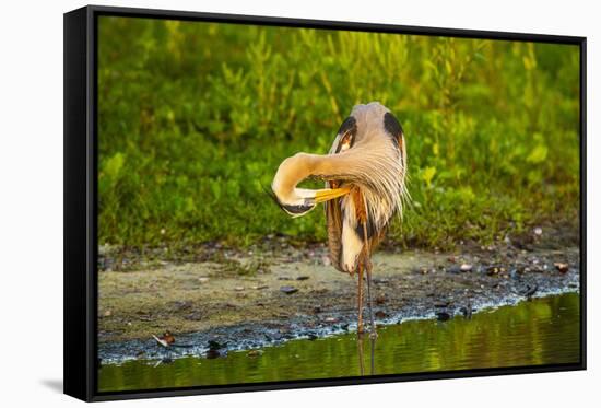 USA, Florida, Sarasota, Myakka River State Park, Preening Great Blue Heron-Bernard Friel-Framed Stretched Canvas