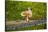 USA, Florida, Sarasota, Myakka River State Park, Preening Great Blue Heron-Bernard Friel-Stretched Canvas