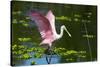 USA, Florida, Sarasota, Myakka River State Park, Roseate Spoonbill Wings Raised-Bernard Friel-Stretched Canvas