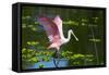 USA, Florida, Sarasota, Myakka River State Park, Roseate Spoonbill Wings Raised-Bernard Friel-Framed Stretched Canvas