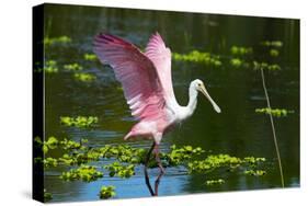 USA, Florida, Sarasota, Myakka River State Park, Roseate Spoonbill Wings Raised-Bernard Friel-Stretched Canvas