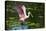 USA, Florida, Sarasota, Myakka River State Park, Roseate Spoonbill Wings Raised-Bernard Friel-Stretched Canvas