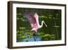 USA, Florida, Sarasota, Myakka River State Park, Roseate Spoonbill Wings Raised-Bernard Friel-Framed Photographic Print