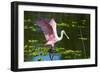 USA, Florida, Sarasota, Myakka River State Park, Roseate Spoonbill Wings Raised-Bernard Friel-Framed Photographic Print