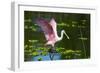 USA, Florida, Sarasota, Myakka River State Park, Roseate Spoonbill Wings Raised-Bernard Friel-Framed Photographic Print