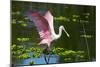 USA, Florida, Sarasota, Myakka River State Park, Roseate Spoonbill Wings Raised-Bernard Friel-Mounted Photographic Print