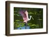 USA, Florida, Sarasota, Myakka River State Park, Roseate Spoonbill Wings Raised-Bernard Friel-Framed Photographic Print