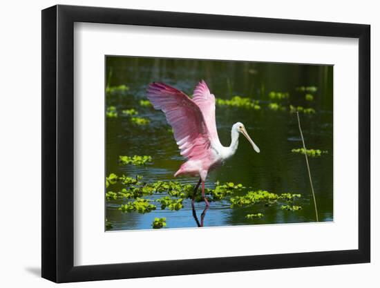 USA, Florida, Sarasota, Myakka River State Park, Roseate Spoonbill Wings Raised-Bernard Friel-Framed Photographic Print