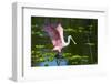 USA, Florida, Sarasota, Myakka River State Park, Roseate Spoonbill Wings Raised-Bernard Friel-Framed Photographic Print