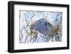 USA, Florida, Sarasota. Myakka River State Park, Tricolored Heron-Bernard Friel-Framed Photographic Print