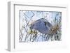 USA, Florida, Sarasota. Myakka River State Park, Tricolored Heron-Bernard Friel-Framed Photographic Print