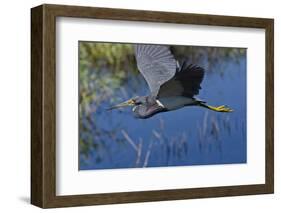 USA, Florida, Sarasota. Myakka River State Park, Tricolored Heron-Bernard Friel-Framed Photographic Print