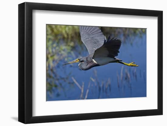 USA, Florida, Sarasota. Myakka River State Park, Tricolored Heron-Bernard Friel-Framed Photographic Print