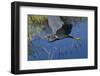 USA, Florida, Sarasota. Myakka River State Park, Tricolored Heron-Bernard Friel-Framed Photographic Print