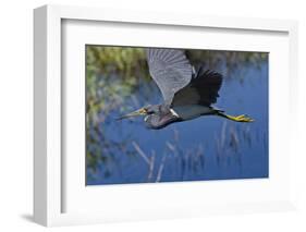 USA, Florida, Sarasota. Myakka River State Park, Tricolored Heron-Bernard Friel-Framed Photographic Print