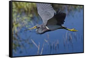 USA, Florida, Sarasota. Myakka River State Park, Tricolored Heron-Bernard Friel-Framed Stretched Canvas