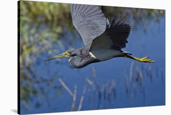 USA, Florida, Sarasota. Myakka River State Park, Tricolored Heron-Bernard Friel-Stretched Canvas