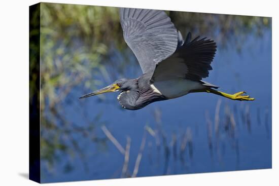 USA, Florida, Sarasota. Myakka River State Park, Tricolored Heron-Bernard Friel-Stretched Canvas