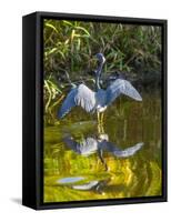 USA, Florida, Sarasota, Myakka River State Park, Tricolored Heron-Bernard Friel-Framed Stretched Canvas