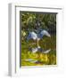 USA, Florida, Sarasota, Myakka River State Park, Tricolored Heron-Bernard Friel-Framed Photographic Print