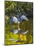 USA, Florida, Sarasota, Myakka River State Park, Tricolored Heron-Bernard Friel-Mounted Photographic Print