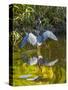 USA, Florida, Sarasota, Myakka River State Park, Tricolored Heron-Bernard Friel-Stretched Canvas