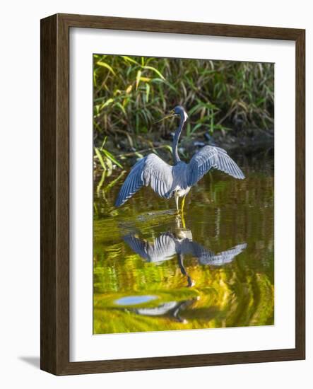 USA, Florida, Sarasota, Myakka River State Park, Tricolored Heron-Bernard Friel-Framed Photographic Print