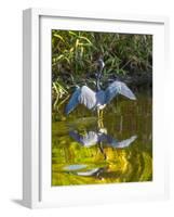 USA, Florida, Sarasota, Myakka River State Park, Tricolored Heron-Bernard Friel-Framed Photographic Print