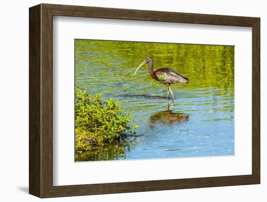 USA, Florida, Sarasota, Myakka River State Park, Wading Bird, Feeding, Glossy Ibis-Bernard Friel-Framed Photographic Print
