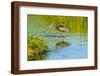 USA, Florida, Sarasota, Myakka River State Park, Wading Bird, Feeding, Glossy Ibis-Bernard Friel-Framed Photographic Print